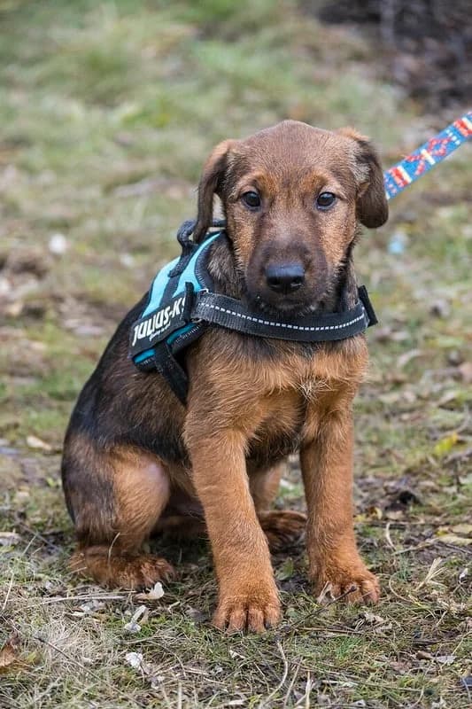 Rudi, male puppy Mixed Breed for adoption at Hundehilfe Marika e.V.