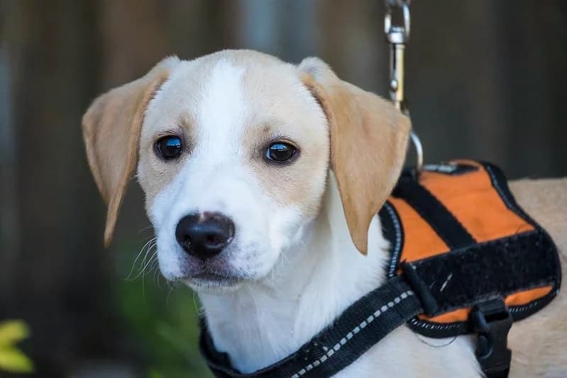 Snoopy, male young Beagle for adoption at Hundehilfe Marika e.V.