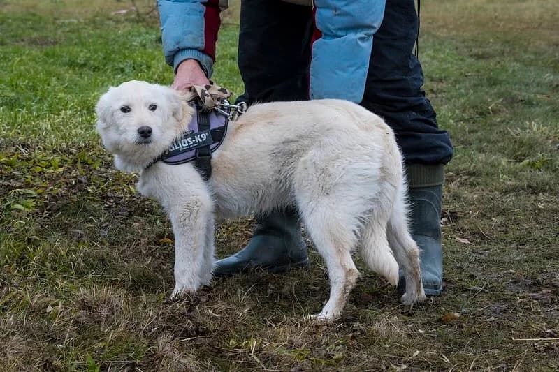 Snow, male young Golden Retriever for adoption at Hundehilfe Marika e.V.