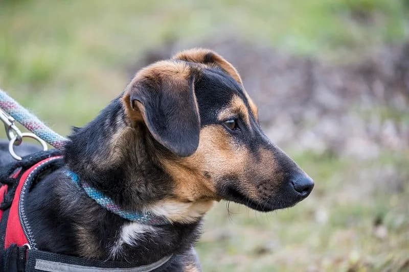 Spuri, male Dachshund for adoption at Hundehilfe Marika e.V.