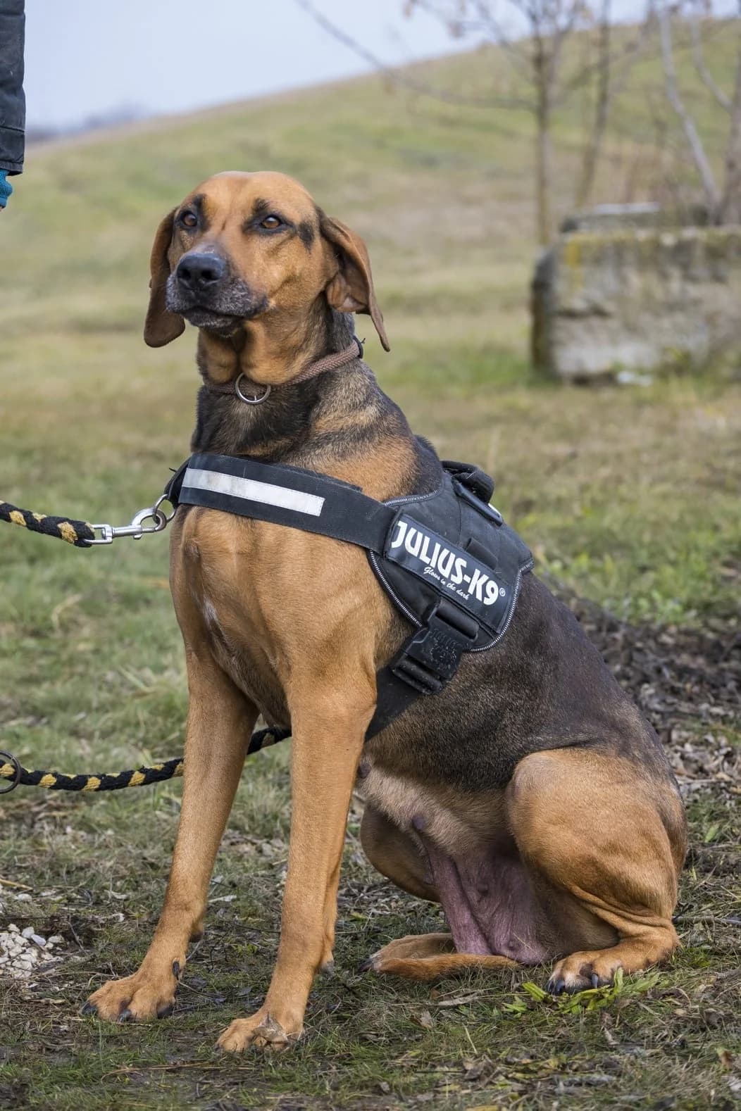 Tara, female Mixed Breed for adoption at Hundehilfe Marika e.V.