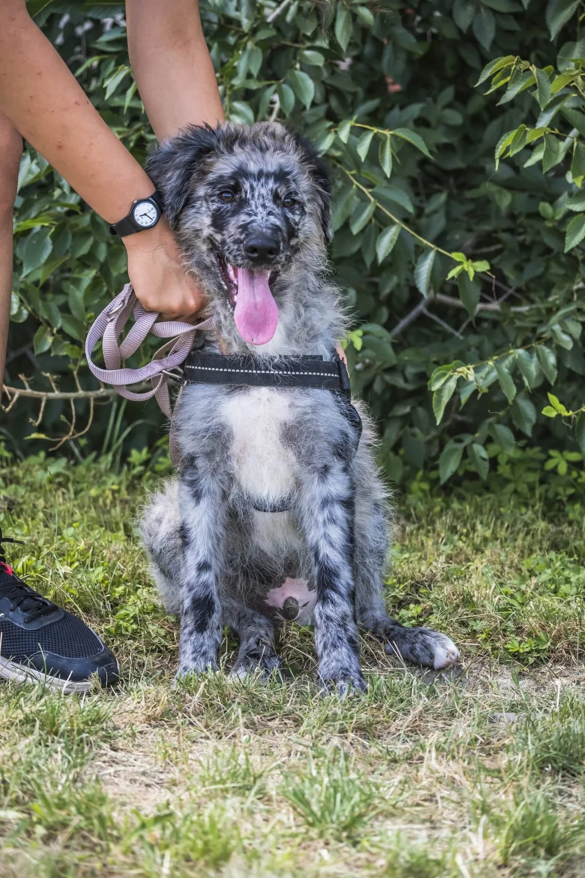 Todor, male 3yo Mixed Breed for adoption at Hundehilfe Marika e.V.