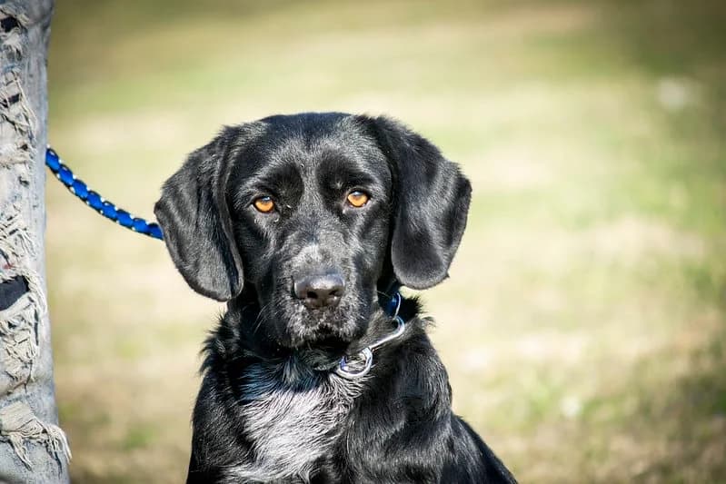 Topi, male senior Labrador Retriever for adoption at Hundehilfe Marika e.V.