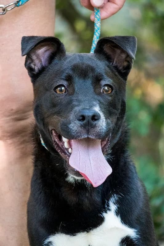 Vili, male young Mixed Breed for adoption at Hundehilfe Marika e.V.