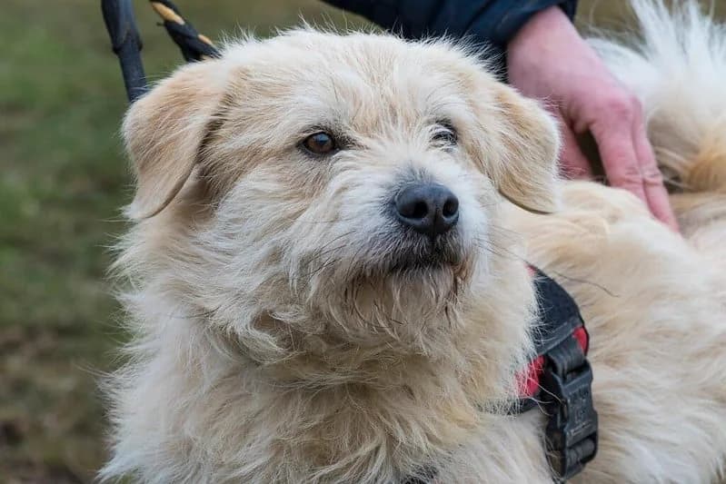 Vince, male Mixed Breed for adoption at Hundehilfe Marika e.V.