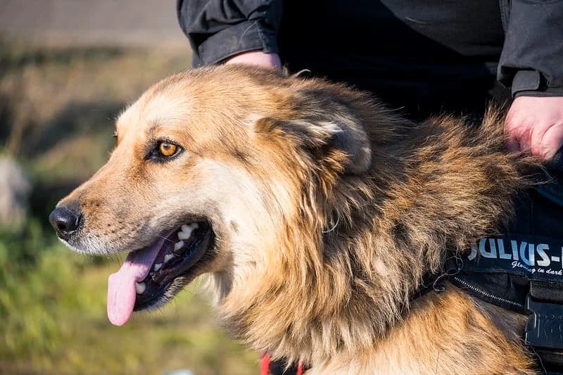 Whiskey, male Mixed Breed for adoption at Hundehilfe Marika e.V.