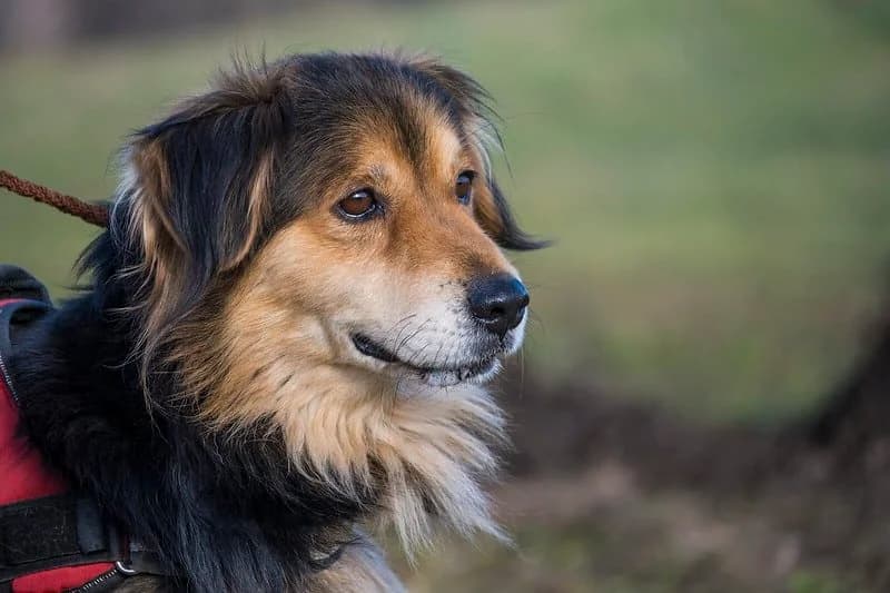 Zeno, male Mixed Breed for adoption at Hundehilfe Marika e.V.