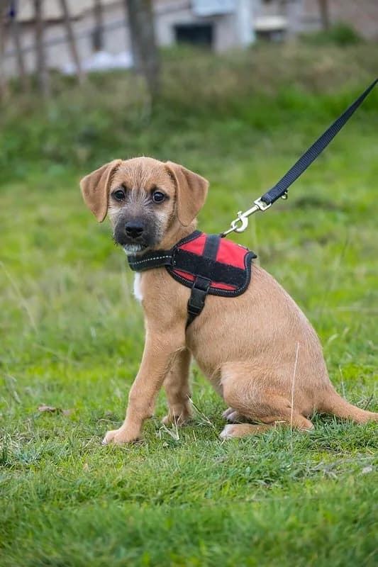 Zsofi, female Labrador Retriever for adoption at Hundehilfe Marika e.V.