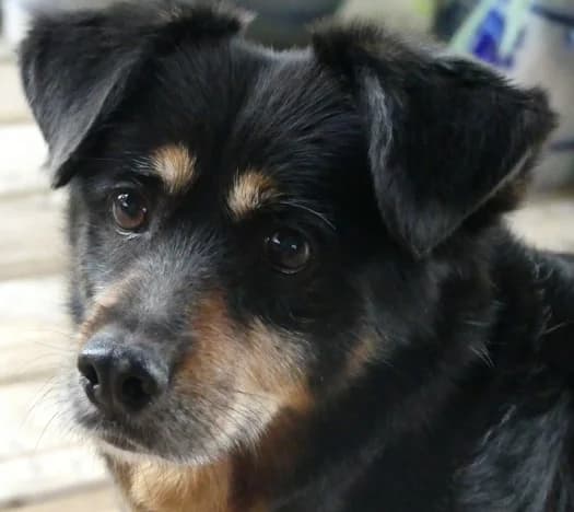 Berta, female senior Mixed Breed for adoption at Hundehilfe Nahe-Saar e.V.
