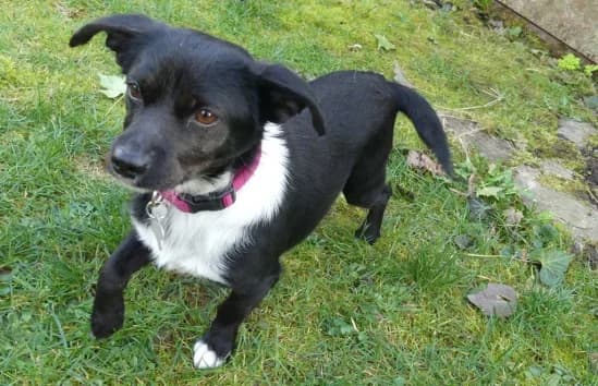 Elli, female Chihuahua for adoption at Hundehilfe Nahe-Saar e.V.