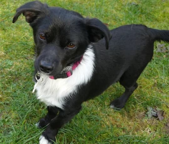 Elli, female Chihuahua for adoption at Hundehilfe Nahe-Saar e.V. — photo 7 of 7