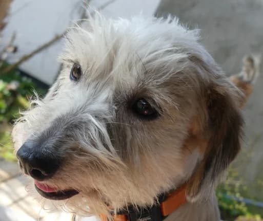 Feli, female 5yo Bichon Frisé for adoption at Hundehilfe Nahe-Saar e.V.