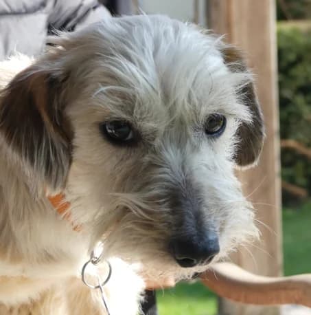 Feli, female Bichon Frisé for adoption at Hundehilfe Nahe-Saar e.V. — photo 2 of 11