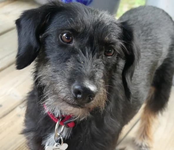Lotte, female 4yo Mixed Breed for adoption at Hundehilfe Nahe-Saar e.V.