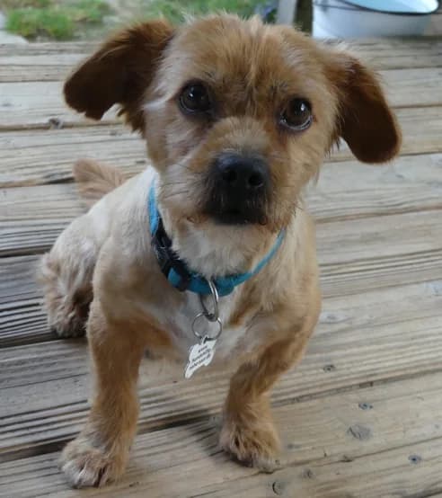 Rlin, male senior Mixed Breed for adoption at Hundehilfe Nahe-Saar e.V.
