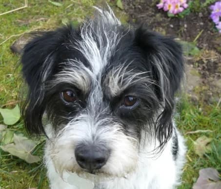 Soffi, female Bichon Frisé for adoption at Hundehilfe Nahe-Saar e.V.