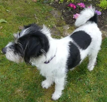 Soffi, female Bichon Frisé for adoption at Hundehilfe Nahe-Saar e.V. — photo 2 of 5