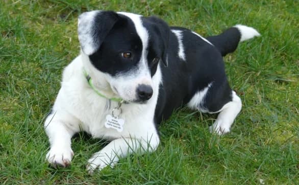 Wilma, female young Beagle for adoption at Hundehilfe Nahe-Saar e.V.