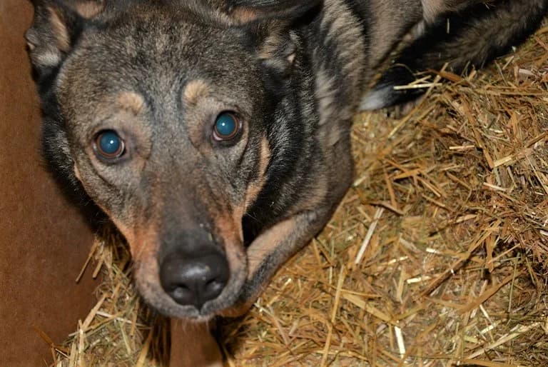 CZENA, female Mixed Breed for adoption at Hundehilfe Polen, Dierkshausen