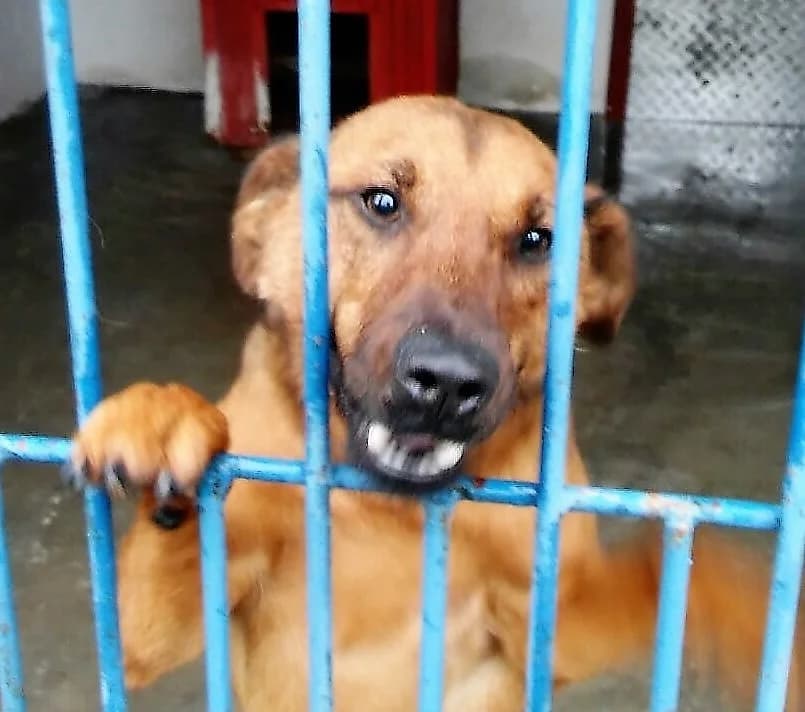 LOKIS, male Mixed Breed for adoption at Hundehilfe Polen, Dierkshausen