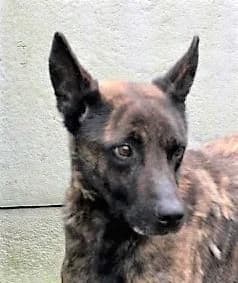 Unknown, male Mixed Breed for adoption at Hundehilfe Polen, Dierkshausen