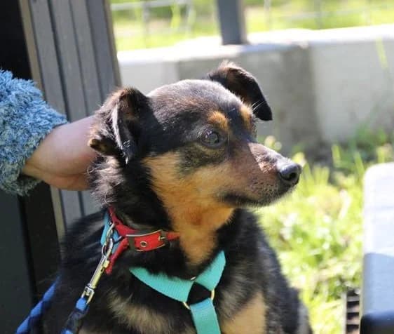 GROMIT, male Mixed Breed for adoption at Hundehilfe Polen, Dierkshausen