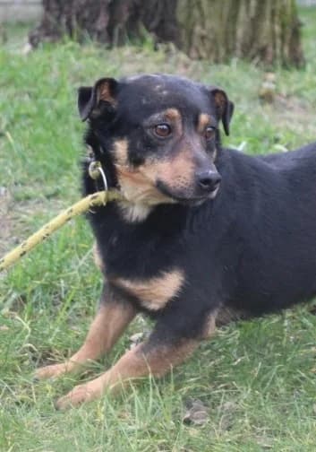 Unknown, male Mixed Breed for adoption at Hundehilfe Polen, Dierkshausen