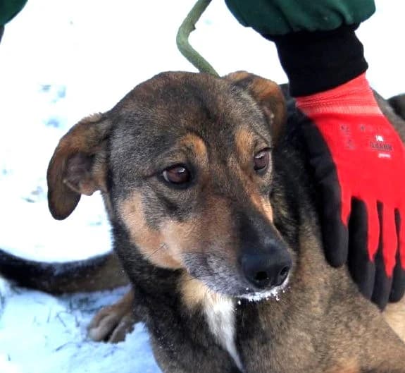 Unknown, Mixed Breed (Hundehilfe Polen)