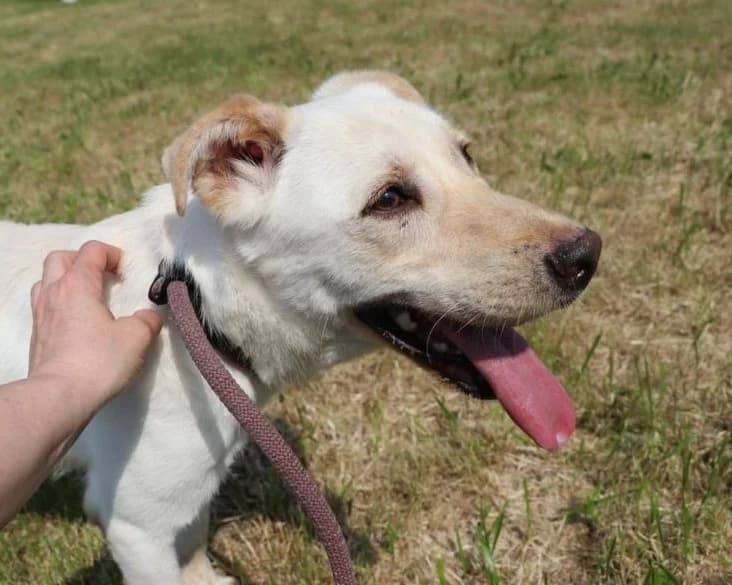 Unknown, Mixed Breed (Hundehilfe Polen)