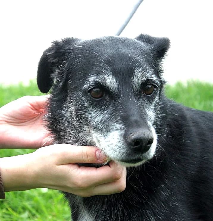 Unknown, Mixed Breed (Hundehilfe Polen)