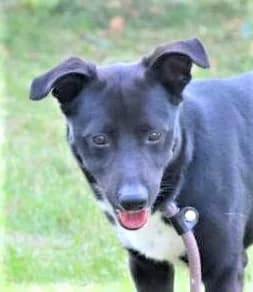 Unknown, Mixed Breed (Hundehilfe Polen)
