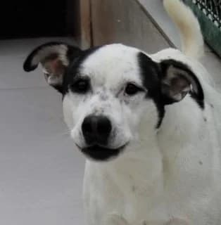 Unknown, Mixed Breed (Hundehilfe Polen)