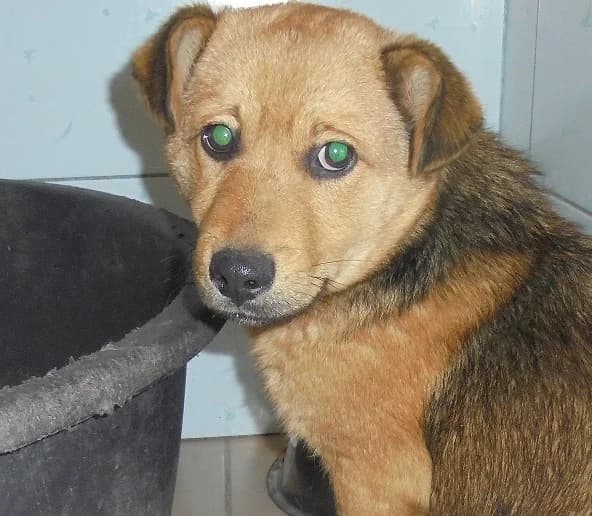 FRANEK, Mixed Breed (Hundehilfe Polen)