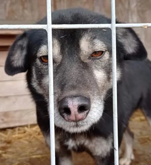 DYZIO, male senior Mixed Breed for adoption at Hundehilfe Polen, Dierkshausen