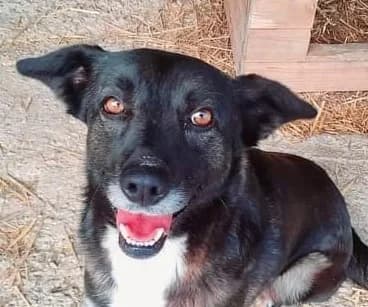 JOE, male senior Mixed Breed for adoption at Hundehilfe Polen, Dierkshausen