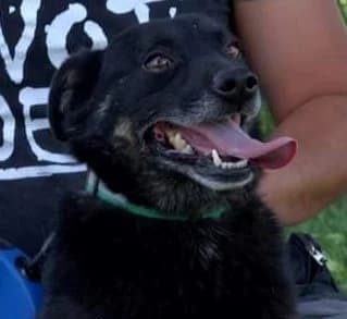 BLESS, Mixed Breed (Hundehilfe Polen)
