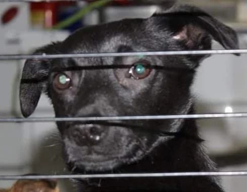 DALE, male 5yo Mixed Breed for adoption at Hundehilfe Polen, Dierkshausen