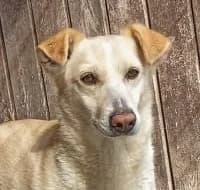 BOLT, male 5yo Mixed Breed for adoption at Hundehilfe Polen, Dierkshausen
