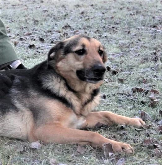 Unknown, Mixed Breed (Hundehilfe Polen)