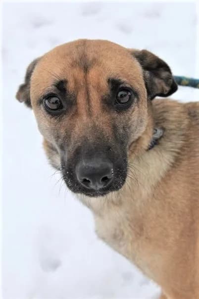 Unknown, Mixed Breed (Hundehilfe Polen)