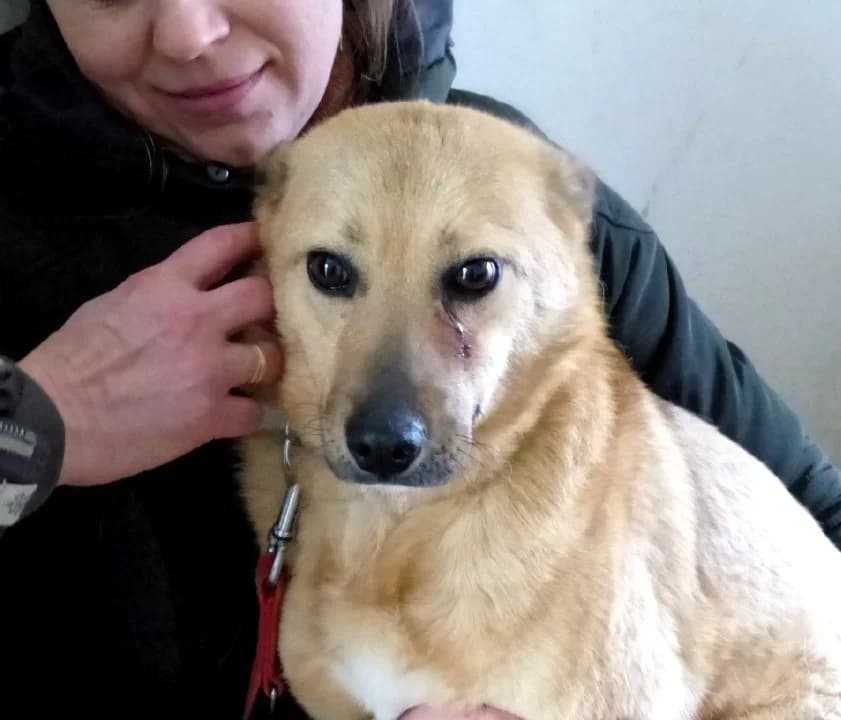 OKSANA, female senior Mixed Breed for adoption at Hundehilfe Polen, Dierkshausen