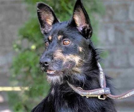 Unknown, Mixed Breed (Hundehilfe Polen)