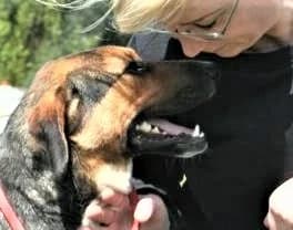 Unknown, Mixed Breed (Hundehilfe Polen)