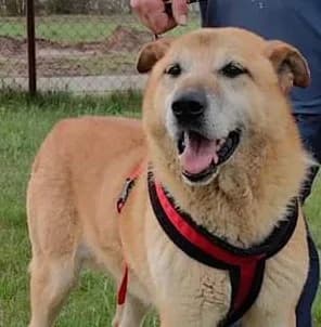 WIESIEK, Mixed Breed (Hundehilfe Polen)