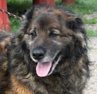 IGOREK, Mixed Breed (Hundehilfe Polen)