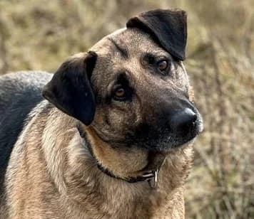 KUBUS, Mixed Breed (Hundehilfe Polen)