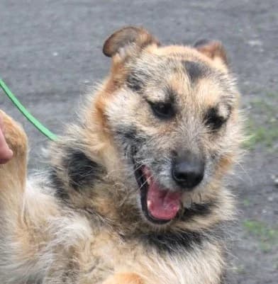FIGO, Mixed Breed (Hundehilfe Polen)
