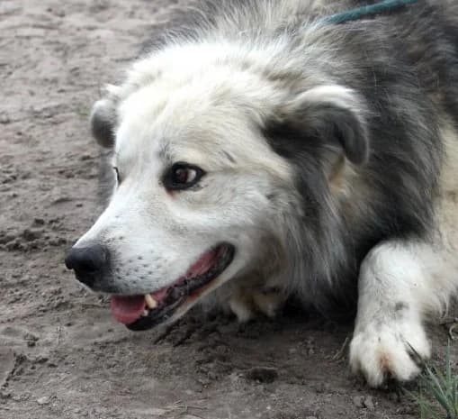 GAWELEK, Mixed Breed (Hundehilfe Polen)