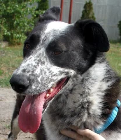 PANDA, Mixed Breed (Hundehilfe Polen)