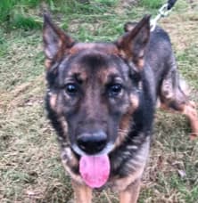 SHADOW, Mixed Breed (Hundehilfe Polen)